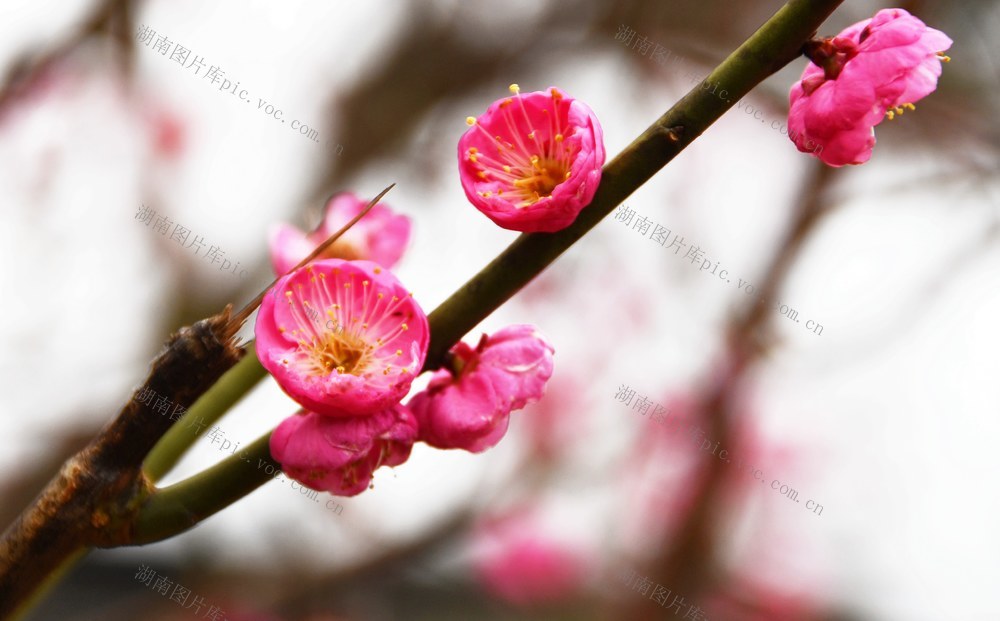   红梅绽放迎春到