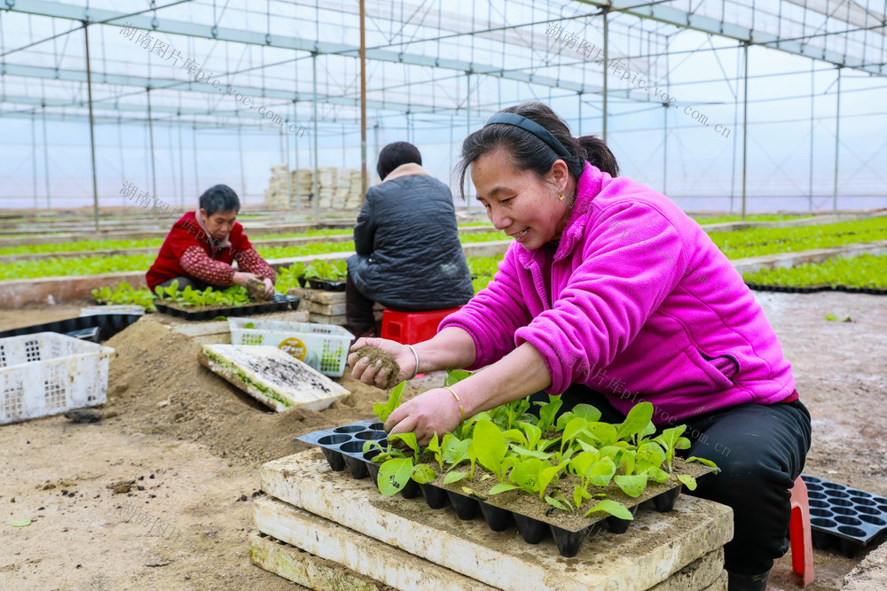 人勤  春早  农事  移栽  秧苗