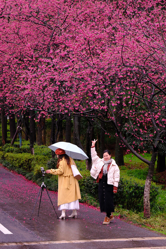 早樱绽放，湖南省植物园
