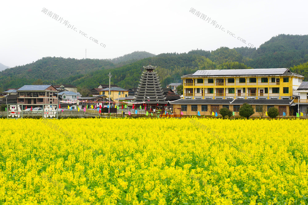 春天、油菜花、侗寨、农村、乡村