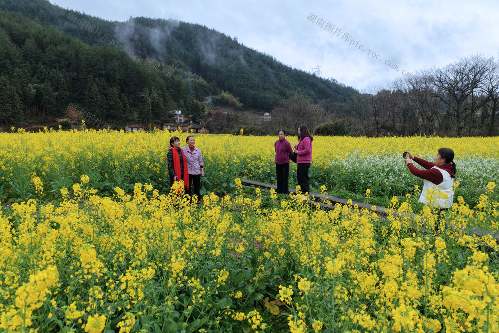 湖南桂东 油菜花 稻油轮作