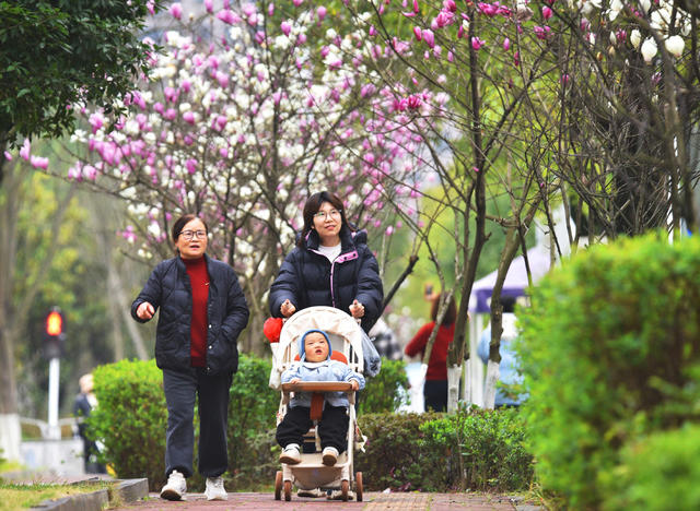嘉禾：玉兰花开春景美