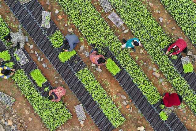 嘉禾：人勤春早农事忙