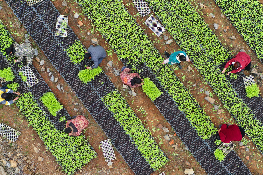 嘉禾：人勤春早农事忙