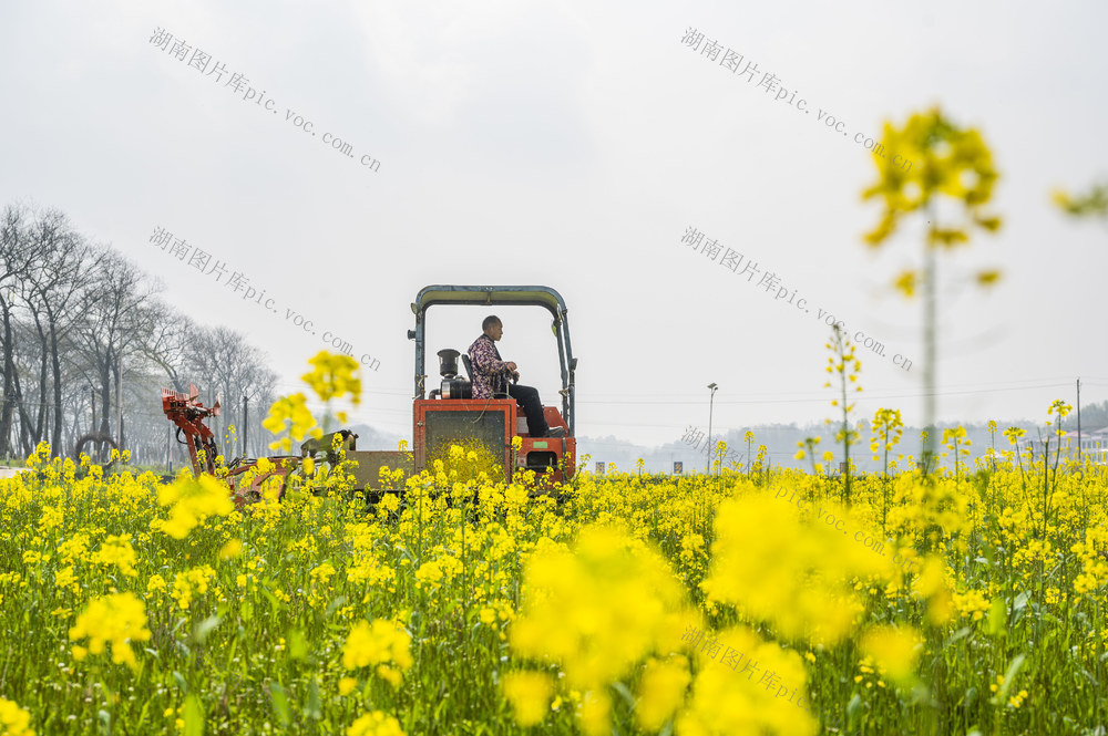 春耕  春种  早稻  播种