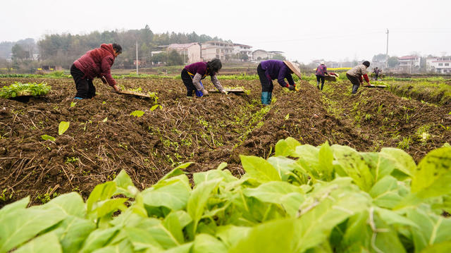 春耕  春种  春管  农作物  田间  农事
