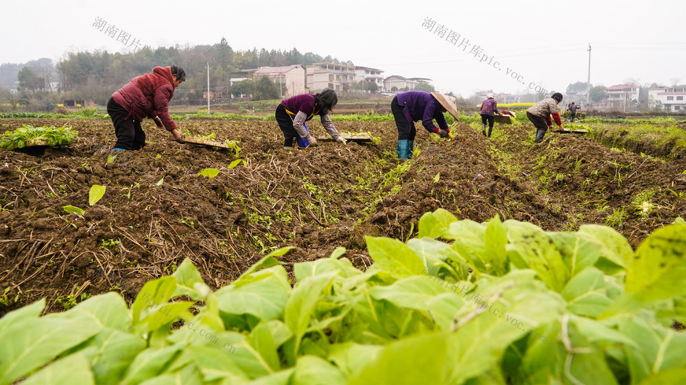 春耕  春种  春管  农作物  田间  农事