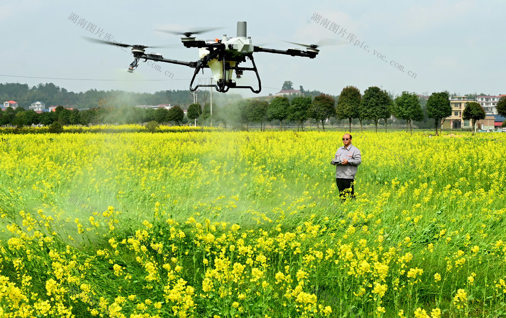 飞防 田间管理 油菜 农技员 服务 无人机 喷洒 春季 农作物 丰产 增收 农民 施肥 科技惠农