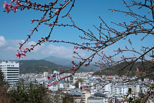 湖南桂东 桃花 绽 山城