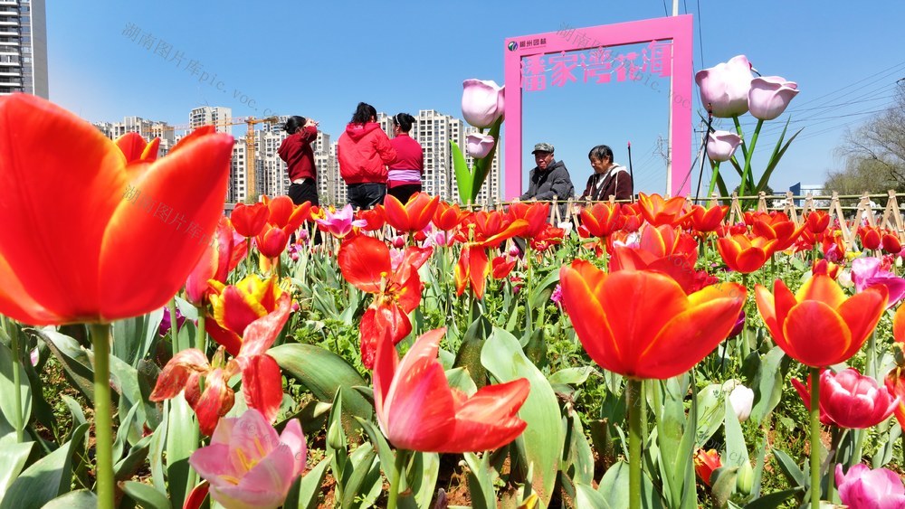 湖南  郴州市  苏仙区  郴江河风光带     城市  花海  景点  潘家湾花海  鲜花  市民 
 打卡  赏花  市园林绿化服务中心  下湄桥  