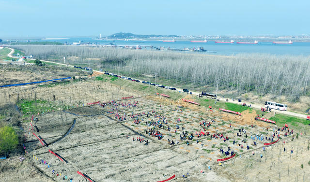 植树造林正当时