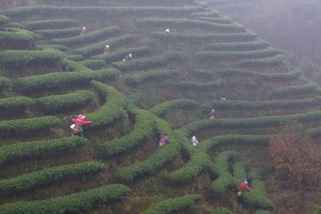 茶叶、农忙、采茶、立夏、农业