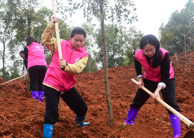 嘉禾：义务植树 绿化家园