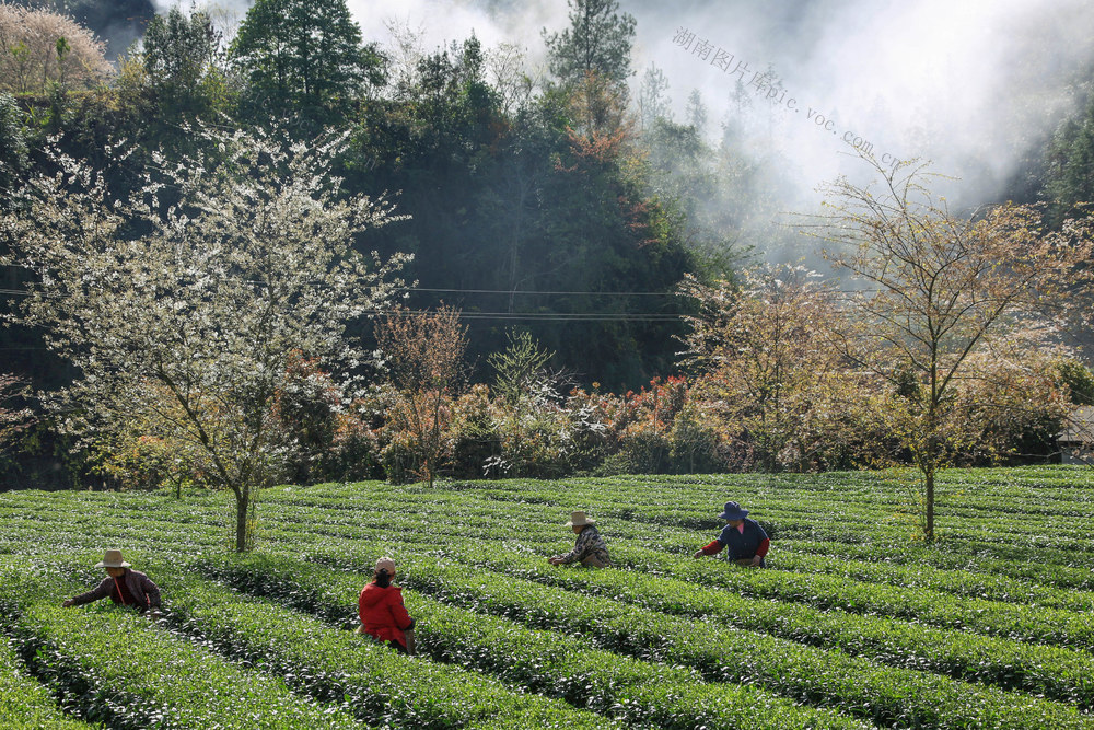 湖南，龙山，春茶，采摘，茶农，市场