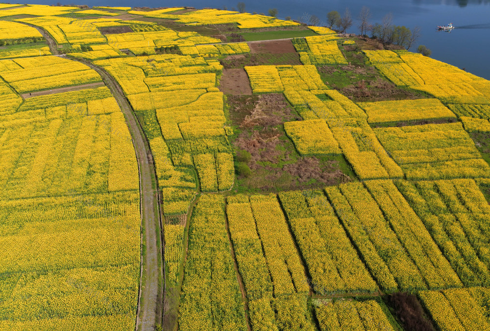 春日 田园 美景 油菜花