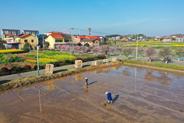 农事 搭建育秧大棚 秧田