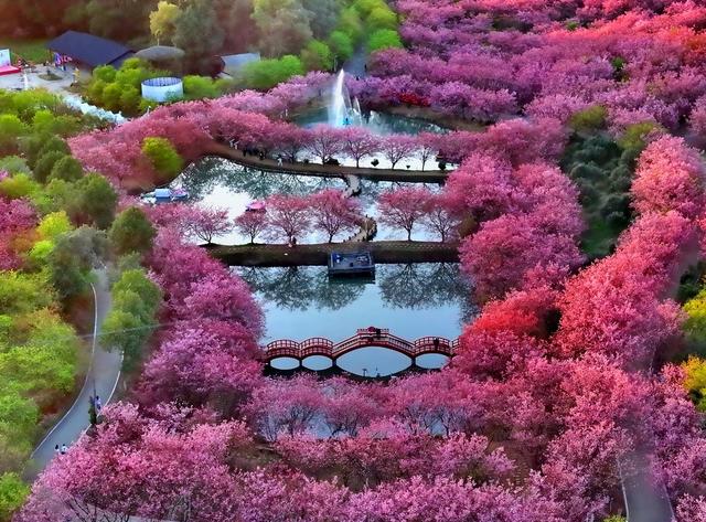 樱花  正浓  水墨  如画