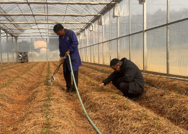 湘阴樟树港50万株优质辣椒苗移栽完毕， 辣椒院士种植大棚里培管忙