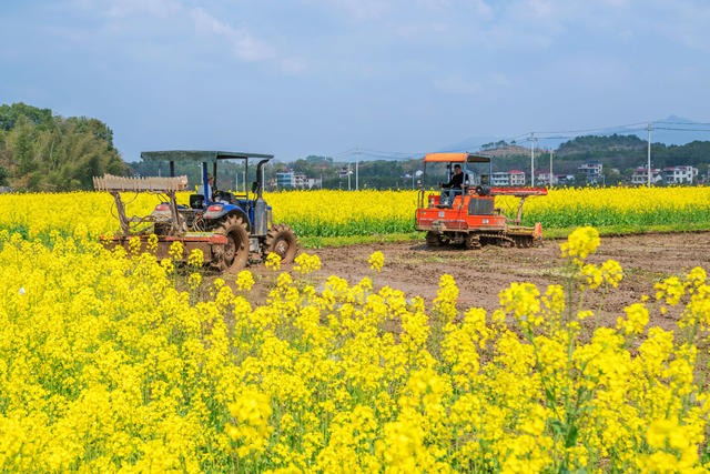 早稻  春耕  备耕  农忙