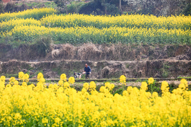 湖南，龙山，春天，耕作，农民，农活，春耕