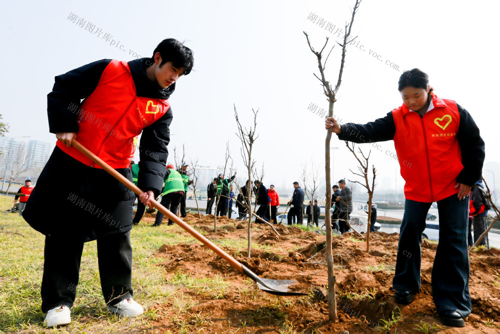 植树节，大学生，志愿者，紫薇花，景观树，培土，浇水，义务劳动，安阳工学院，安阳CBD公园