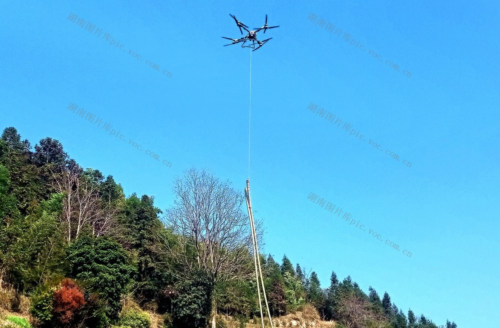 吊运  楠竹  增收