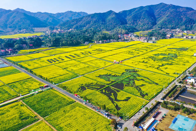 油菜花 衡阳县油菜花 华山村