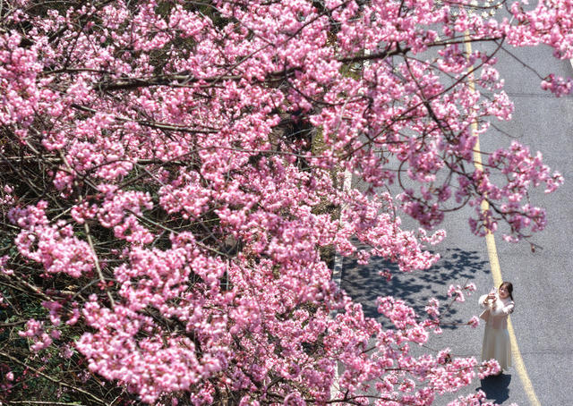 南岳 春天 美景 野山樱