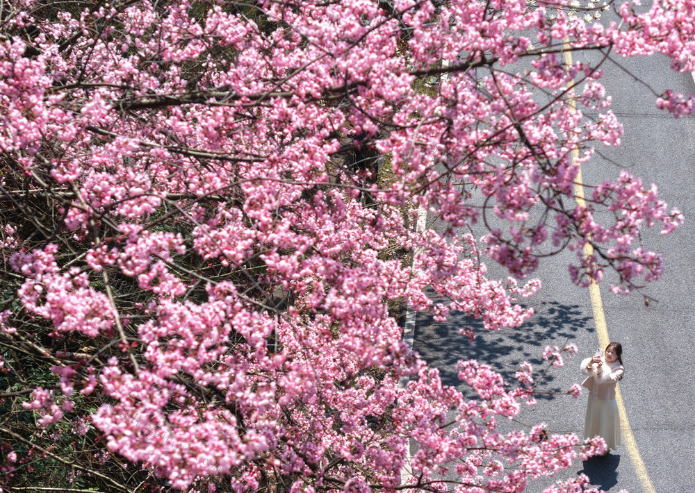 南岳 春天 美景 野山樱