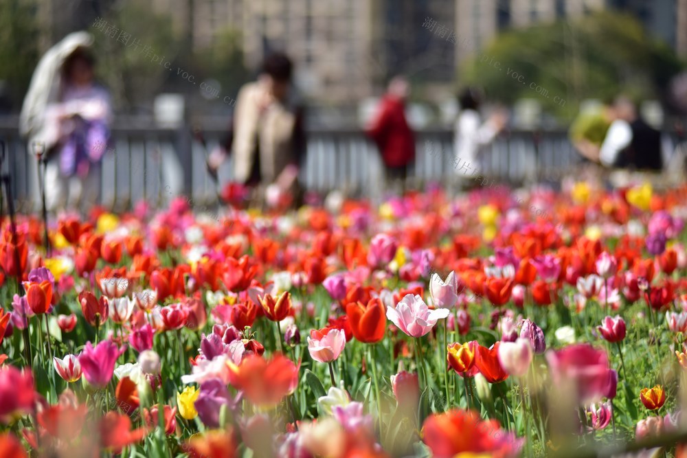 春天 花海  郁金香 
