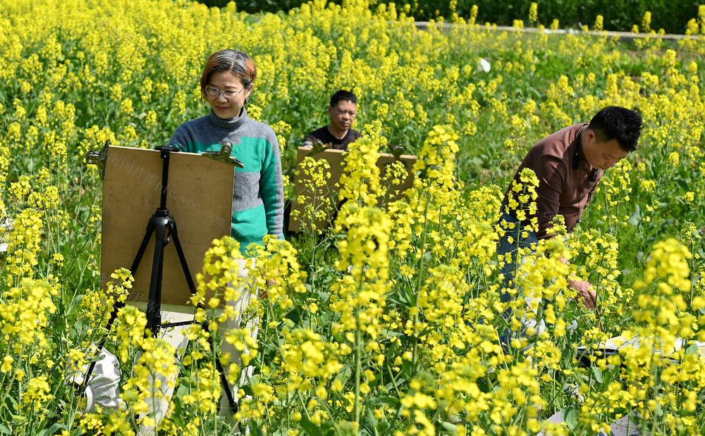 写生 美术 田间 油菜地 春天 大自然  户外 社团  春光 协会 创作 油菜花 花