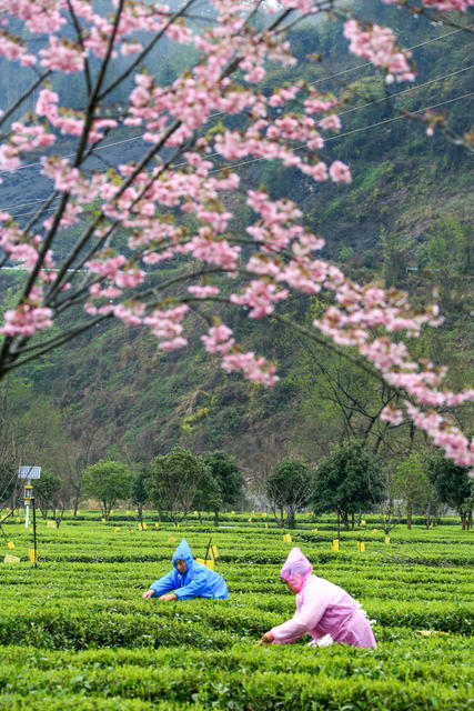 湖南，龙山，春茶，采摘，茶农，市场，增收