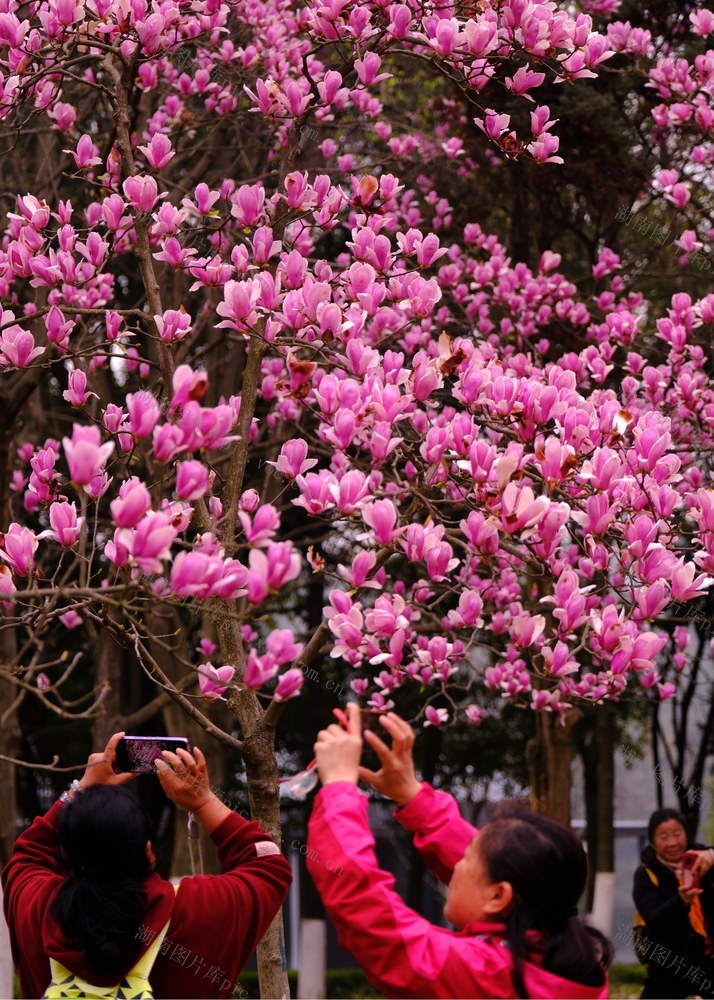玉兰，园林生态园