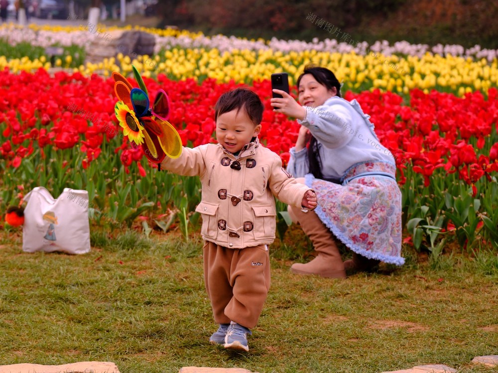 郁金香，园林生态园