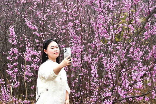  紫荆花开  乐享春光