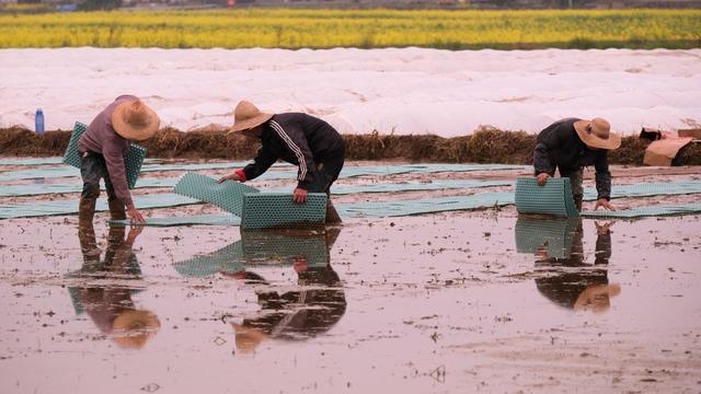 育秧，洞阳镇南园村