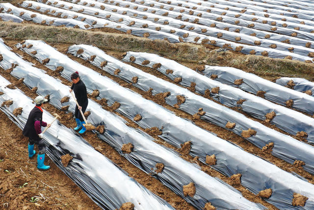 蓝山：春耕备耕农事忙