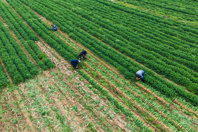 农业 产业 胡萝卜 蔬菜 乡村振兴