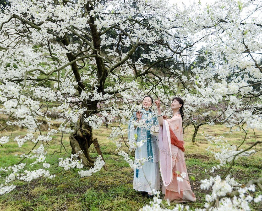 春日 果园 李花 盛开 游人 踏青 观花  乐享 美好 时光