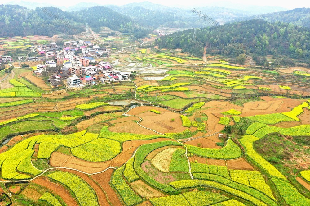 邵阳县 油菜花 大自然 乡村