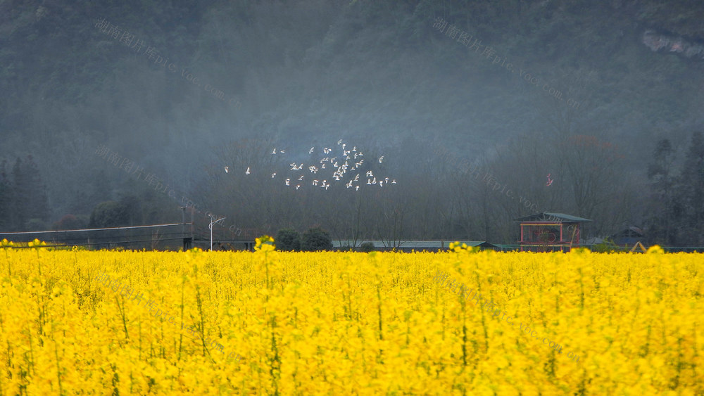 油菜 花海 白鹭 展翅 翱翔 春天