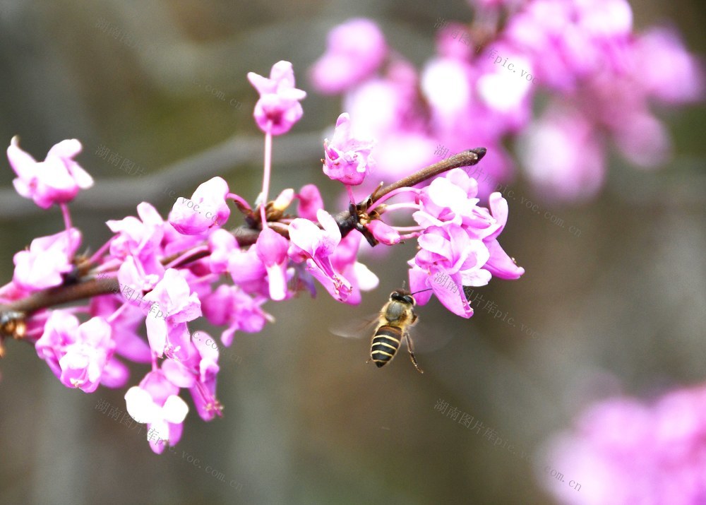 紫荆花开春意闹
