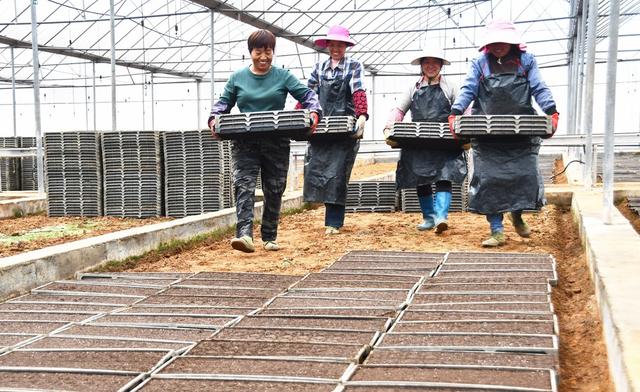 工厂化育秧助力粮食丰产