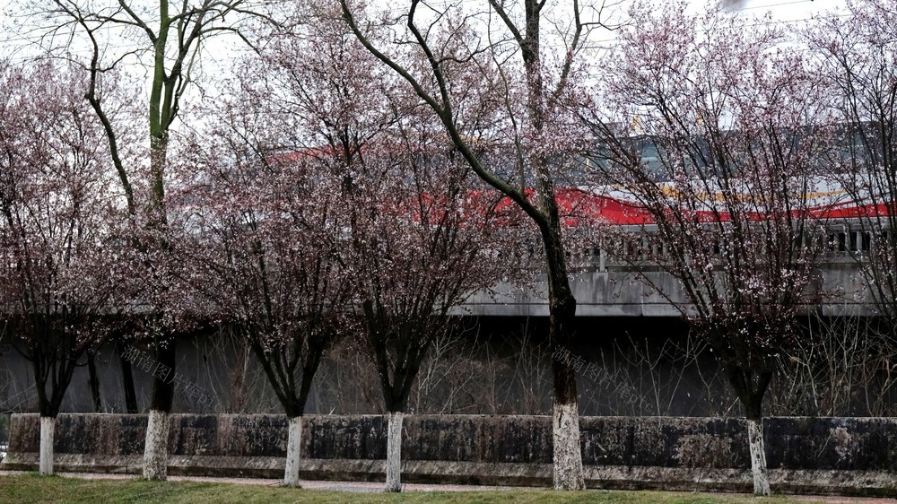 紫叶李花，腾辉路