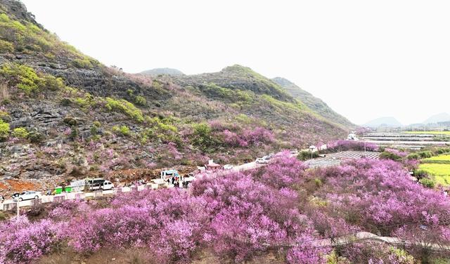 春光美  引游人