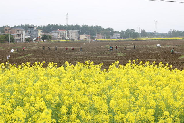农民 春耕 春早 农田 田头