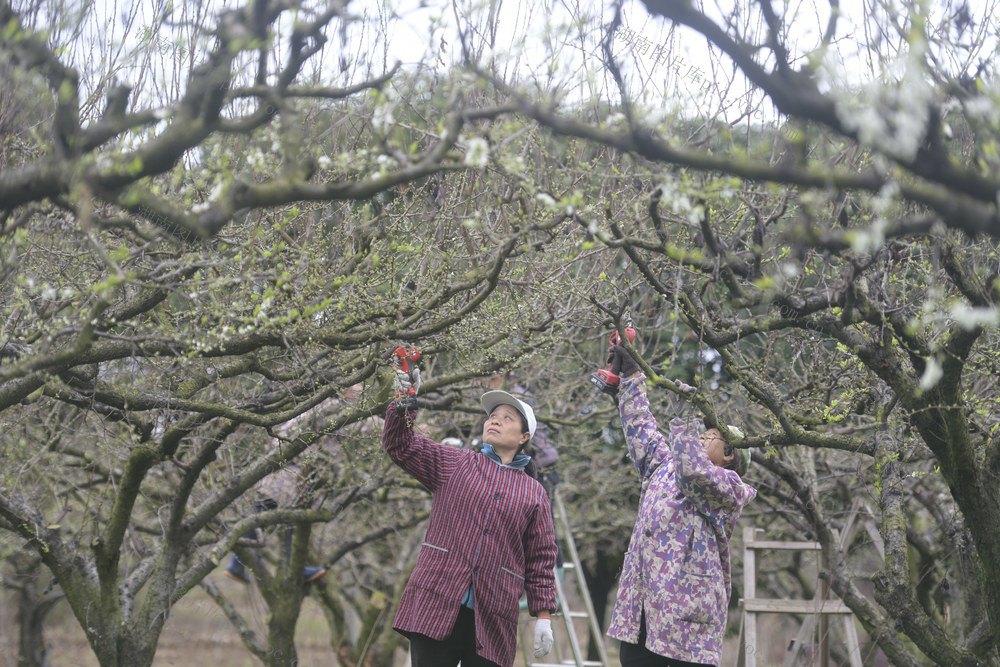 湖南道县：果树春管促增收