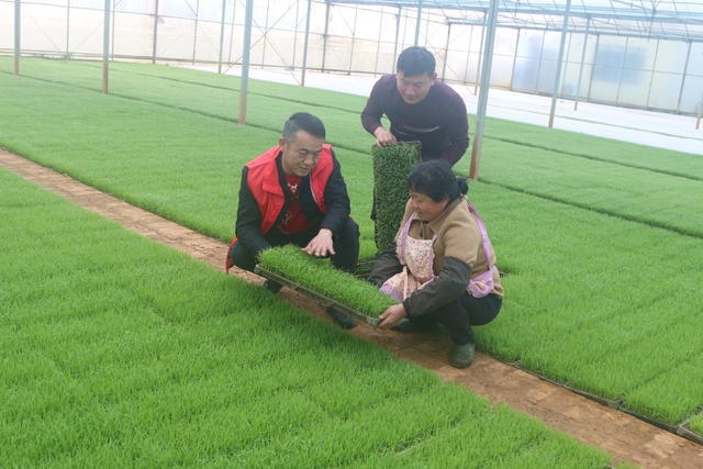 党员 水稻 春耕 党建 引领