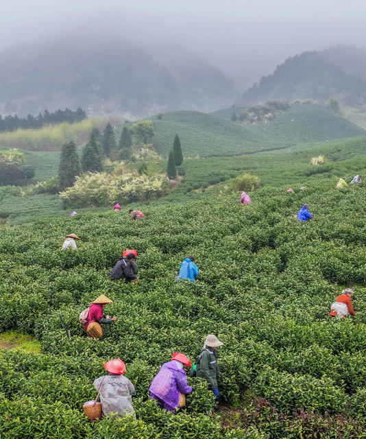 湖南江华；春分采春茶