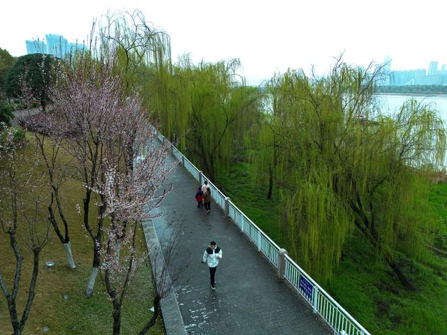 湘江两岸，春色怡人